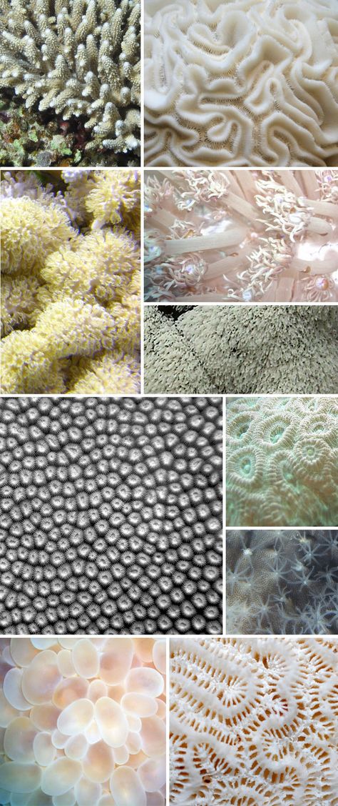 coral by divine design Coral Images, Bubble Coral, Coral Polyps, Foto Macro, Creature Marine, Brain Coral, Microscopic Images, Theme Nature, Coral Pattern