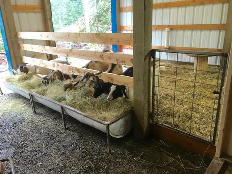 The spacing has to be right so that the goat has to lift her chin so about a 6" gap for disbudded or polled goats and aroun… | Goat shelter, Goat house, Goat feeder Goat Hay Feeder, Goat Feeder, Goat Playground, Goat Shed, Livestock Barn, Goat Shelter, Goat Pen, Goat House, Feeding Goats