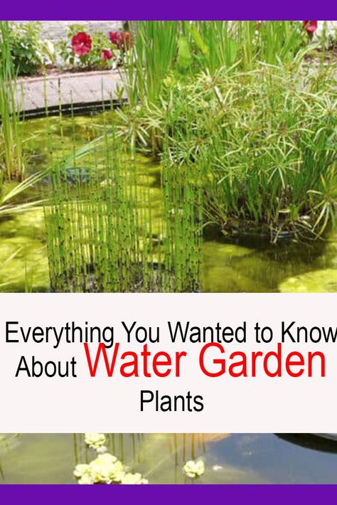 Everything You Wanted to Know About Water Garden Plants Water Garden Plants, Plants In Baskets, Marsh Marigold, Aquatic Garden, Cardinal Flower, Natural Pond, Pond Plants, Best Plants, Water Gardens