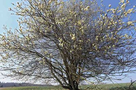 Salix Caprea, Tall Shrubs, Flowering Branches, Garden Areas, Dappled Willow, Short Plants, Herbaceous Border, Alpine Plants, Small Shrubs