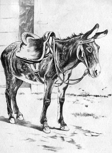 Mule Drawing, Mexican Mule, Mules Animal, Barn Wood Art, History Drawings, Animal Action, Ear Art, Culture Day, Latest House Designs