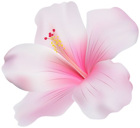 Flower Wallpaper Computer, Hibiscus Clip Art, Pink Hibiscus Flower, Flower Clip Art, Hawaiian Party Decorations, Phone Wallpaper Boho, Wallpaper Computer, Painted Clay Pots, Transparent Flowers