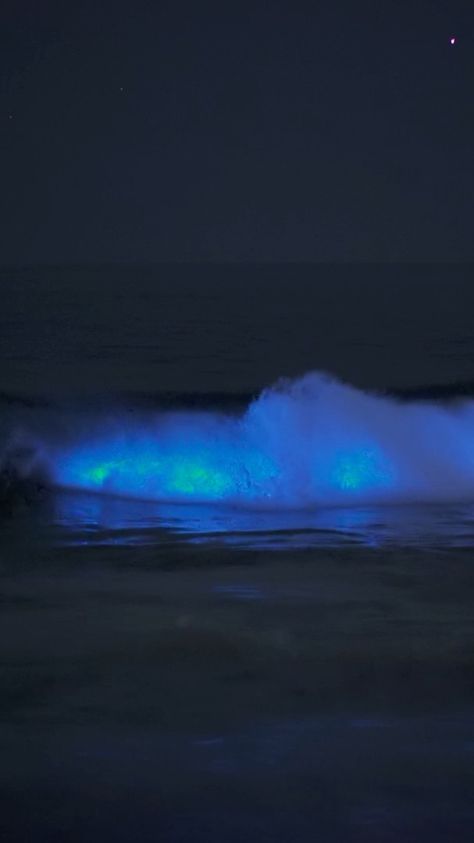 Blue Bioluminescence Aesthetic, Bioluminescence Beach Wallpaper, Bioluminescence Beach Aesthetic, Bioluminescence Wallpaper, Bioluminescence Water, Florida Bioluminescence, Bioluminescence Beach, Bioluminescence Aesthetic, Glowing Beach