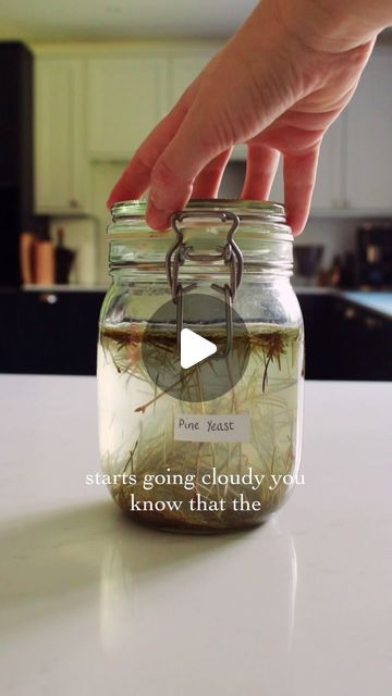 Megan Howlett on Instagram: "Are you going to try and make your very own wild yeast starters? 🌲 

If you are collecting pine ⚠️BEWARE⚠️ Yew trees can look similar and are deadly toxic ☠️ make sure you do your research before making this! 

The possibilities with this yeast starter are endless! I love making bread but beers, sodas and wines are also a possibility 🥖 

#Foraging #wildfood #wildyeast #foragedfood #cottagecore #breadmaking" Wild Yeast Starter, Homemade Everything, Yeast Starter, Medicinal Herbs Garden, Making Water, Homemade Rolls, Foraged Food, Homesteading Ideas, Wild Yeast