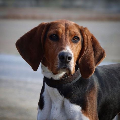 Hunter Dog, Walker Coonhound, Treeing Walker Coonhound, Dream Dog, Mixed Breed Dogs, Mixed Breed, Dog Breed, Animal Pictures, Dachshund