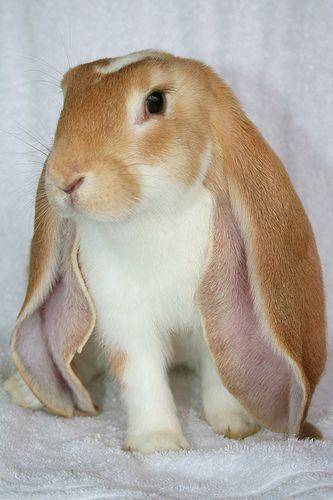 Abbie the english lop... - Rabbits Online Bunny Flop, English Lop Rabbit, Bunny Tips, English Lop, Lop Bunnies, Lop Rabbit, Her Tattoo, Rabbit Pictures, Rabbit Breeds