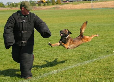 Berger Malinois, Belgium Malinois, Police Canine, Malinois Puppies, Dog Hero, Belgian Malinois Dog, Military Working Dogs, Police Humor, Malinois Dog