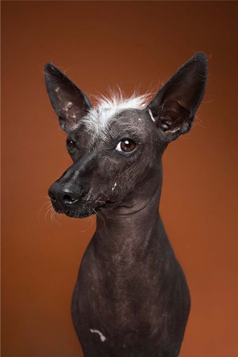 alexander-khoklov-perros-mis-gafas-de-pasta02 Mexican Hairless Dog, Portraits Pop Art, Hairless Dog, Dog Personality, Different Dogs, Custom Dog Portraits, Dog Face, Disney Films, Dog Show