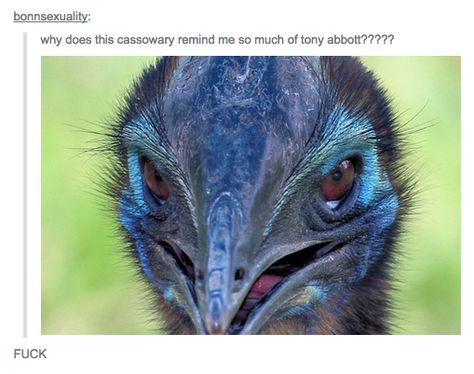 And Australian birdlife: | 47 Times Australians Totally Nailed It On Tumblr In 2014 Australian Culture Aesthetic, Australian Tumblr, Aussie Memes, Funny Aussie, Australian Slang, Australian Culture, Australia Funny, Culture Aesthetic, Country Humor