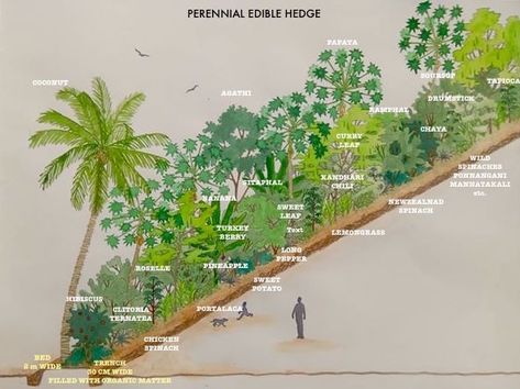 A Perennial Edible Hedge is a great way of turning empty unused lands into mini food forests. The hedge consists of a diversity of plants with different physiologies and time durations that are easy to grow and require less water. The hedge can be created along fences, community/public spaces, schools and offices etc. The Perennial Hedge can be easily integrated within space and landscape designs making them very interesting for architects and designers.  By establishing such hedges as a common Edible Hedge, Edible Hedge Plants, Fruit Tree Hedge Living Fence, Fruit Garden Design, Hedge Laying, Food Forest Garden Permaculture Design, Permaculture Fruit Tree Guild, Food Forest, Home Vegetable Garden