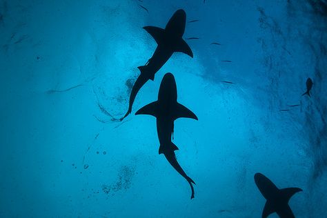 Lemon Sharks (via FNiethammer on Flickr) Shark Wallpaper, Lemon Shark, Sea Art, Whale Shark, Marine Animals, Underwater Photography, Computer Wallpaper, Ocean Life, Summer Of Love