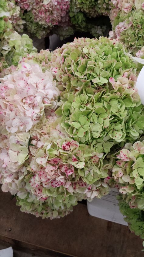 Antique Hydrangea, Hydrangea Cottage, Hydrangea Pink, Flowers Hydrangea, Hydrangea Garden, Green Hydrangea, Yay Or Nay, White Gardens, Hydrangea Flower