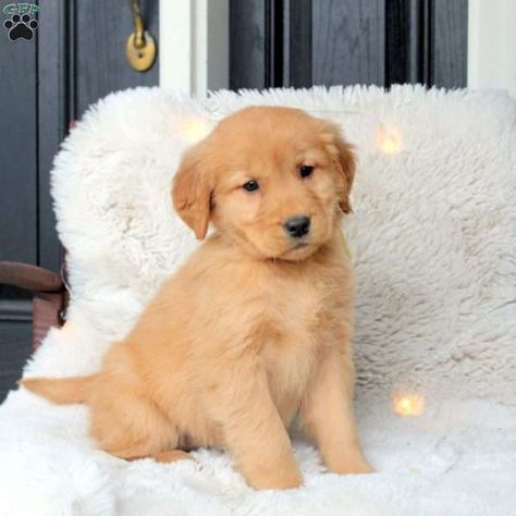 Amy - Golden Retriever Puppy For Sale in Pennsylvania Miniature Poodle Puppy, Greenfield Puppies, Puppy Names, Miniature Poodle, Poodle Puppy, Puppy For Sale, Golden Retriever Puppy, Retriever Puppy, Puppies For Sale