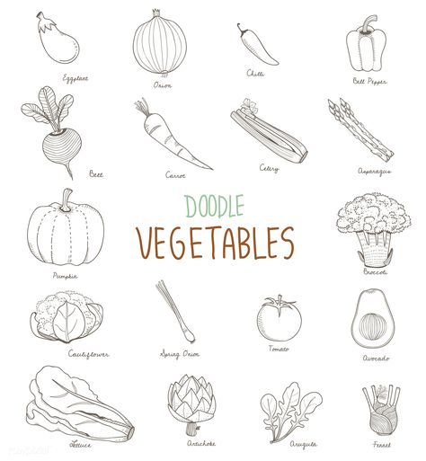 Vector of different kinds of vegetables | premium image by rawpixel.com Vegetable Doodles, Flashcards Ideas, Food Doodle, Vegetable Drawing, Bujo Doodles, Different Types Of Vegetables, Food Doodles, Visual Recipes, Kinds Of Vegetables