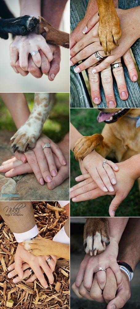 Dog Wedding Photos, Funny Wedding Pictures, Photos With Dog, Wedding Picture Poses, Wedding Pets, Foto Tips, Foto Poses, Wedding Engagement Photos, Dog Wedding