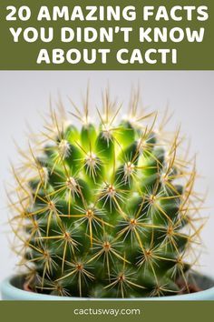 Cactus Raised Bed, Types Of Cactus Plants Names, Tall Cactus Plants, Cactus Facts, Cactus Identification, Propagating Cactus, Types Of Cactus, Cactus Garden Design, Succulents Ideas