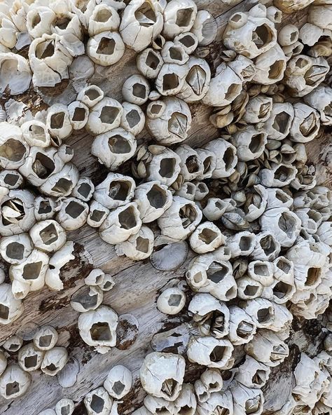 These barnacles look were on a ginormous piece of driftwood which I would have loved to make mine…alas someone beat me to it. But dang I love these little sea freckles! #barnacles #seafreckles #littlesercies #driftwood Driftwood Aesthetic, Sea Moodboard, Ocean Moodboard, Nature Objects, Moodboard Art, Sea Ideas, Bio Jewelry, Scenery Background, Animal References