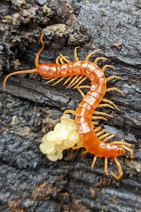 Discover interesting facts about centipedes and learn how to deal with finding centipede eggs in your home. Explore a world of knowledge about these fascinating creatures and understand the best ways to manage them within your living space. Educate yourself on centipede biology and behavior, empowering you to handle any encounters confidently and effectively. Gain insights into their habits, anatomy, and environmental preferences, enabling you to coexist harmoniously with these amazing insects. Beautiful Bugs Insects, Centipede Anatomy, Centipede Aesthetic, House Centipede, Insect Anatomy, Interesting Insects, Amazing Insects, Oc Things, Centipedes