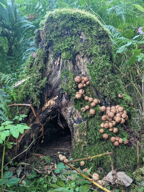 Tree Stump Photography, Tree Stump Mushroom, Fairy Tree Stump, Gnome Family, Fantasy Nature, Mushroom Pictures, Pen Drawings, Fairy Tree, Acrylic Paint Pens