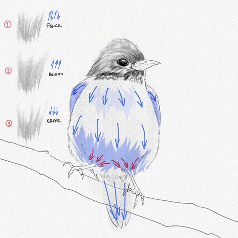 How To Draw A Bird – A Step-by-Step Tutorial – Artlex Drawing A Bird, Watercolor Birds Tutorial, Draw A Bird, Drawing Birds, Bird Painting Acrylic, Pencil Drawings For Beginners, Peace And Serenity, Clay Works, Flower Line Drawings