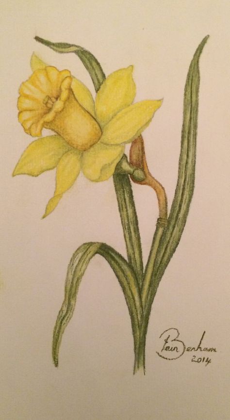 Daffodil Pencil Drawing, Daffodils Flower Drawing, Drawing Of Daffodils, Pastel Pencil Drawing Ideas, Spring Drawings Ideas Art Pencil, Daffodil Flower Drawing, Narcissus Flower Drawing, Daffodils Drawing, Pastel Pencil Art