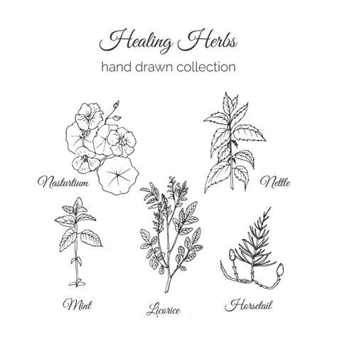 Ayurvedic Plants, Herbs Illustration, Ayurvedic Herbs, Plant Drawing, Holistic Medicine, Nature Collection, Healing Herbs, Plant Illustration, Natural Supplements