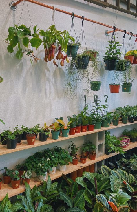 Plant Collection Aesthetic, Plant Nursery Aesthetic, Plant Store Aesthetic, Greenhouse Goals, Plant Mom Aesthetic, Earthy Vibes, Flower Road, Backyard Greenhouse, Plant Shop