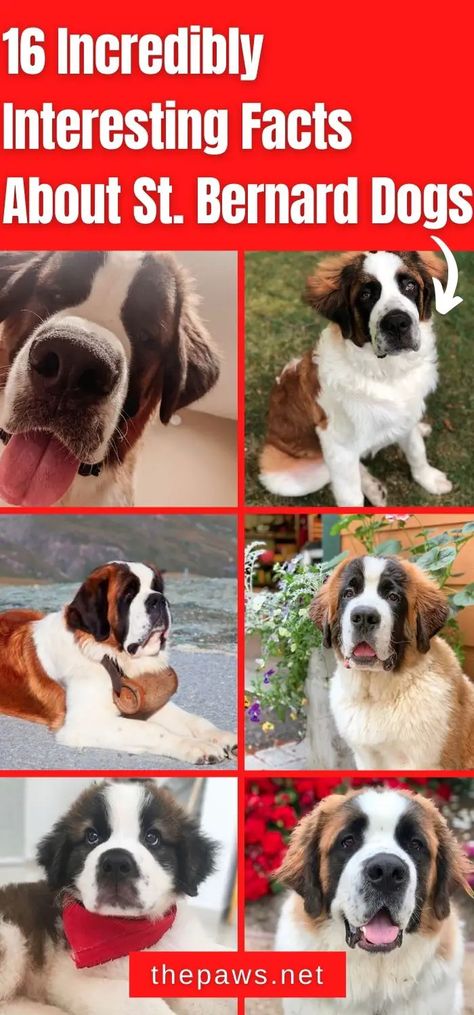 St Bernard Puppies, Saint Bernard Puppies, Cute Saint Bernard, Saint Bernard Poodle, Personality Traits List, Cute St Bernard, Short Hair St Bernard, St Bernard Painting, Puppy Schedule