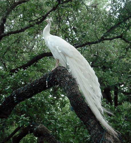 Rare Albino Animals, White Peacock, Kingdom Animalia, Peacock Painting, Peacock Art, Visual Aesthetics, Blossoms Art, Rare Flowers, Pretty Animals