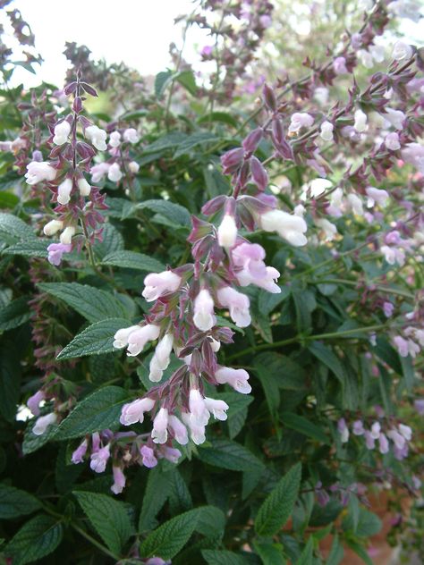 Salvia 'Waverly' / Waverly Sage Salvia Plants, Front Yard Plants, Garden Solutions, Rose Vines, Plant Images, Pink Garden, Plant List, Enchanted Garden, Natural Garden