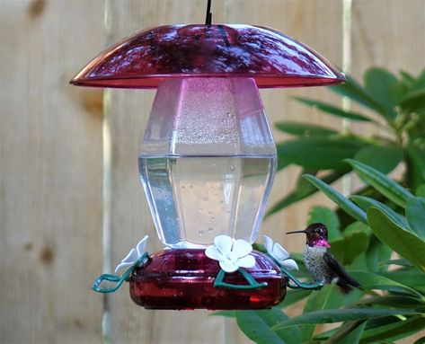 Heavy Sky and Hummingbirds to Cheer – Cats and Trails and Garden Tales Flowers Hummingbirds Like, Diy Hummingbird Feeder, Hummingbird Feeder, Birds And The Bees, Support Structure, Wild Bird, How To Attract Hummingbirds, Humming Bird Feeders, Garden Features