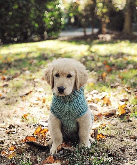 Look who got a new hand-knit sweater vest! via   Darling puppy, isn't it? Golden Retriever Sweater, Golden Retriever Owner, Puppy Photography, Fall Family Pictures, Retriever Puppy, Animal Photo, Sweater Weather, Dog Life, Dog Clothes