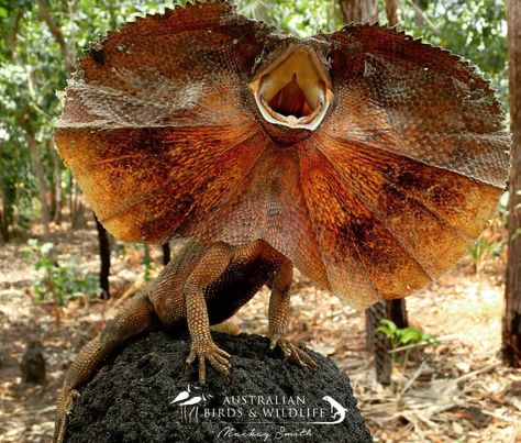 Frilled neck Dragon Frilled Neck Lizard, Frilled Lizard, Clever Animals, Unusual Animals, Wildlife Habitat, Creepy Crawlies, Weird Creatures, Animal Sketches, Mystical Creatures