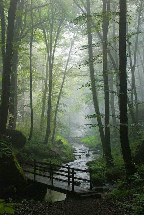 Stream running between rows of trees Nature Forest, Walk In The Woods, Forest River, A Bridge, Magical Places, Nature Beauty, Beautiful World, Beautiful Landscapes, In The Middle