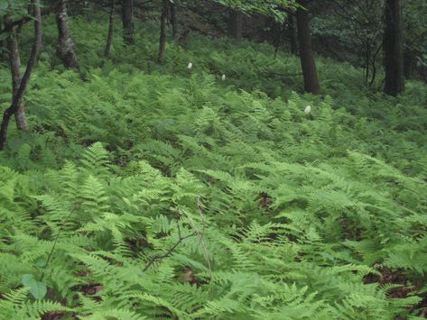 NATIVE. Dennstaedtia punctilobula - Hay-Scented Fern. When brushed with a hand, crushed or bruised, the fronds of hay-scented fern release a fragrance reminiscent of fresh mown hay. This is a deciduous fern that is native to open woods and wooded banks in the eastern and midwestern U. S. Fronds turn yellow in fall. Part Shade to Full Shade. Height: 1.5 to 2',  Spread: 2 to 3'. Fluffy Ruffle Fern, Hayscented Fern, Maidens Hair Fern, Northern Maidenhair Fern, Forest Fern, Outdoor Learning Spaces, Outdoor Learning, Learning Spaces, Ground Cover