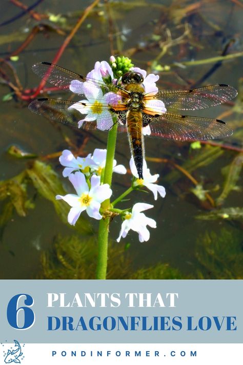 Dragonfly Friendly Plants, Dragonfly Habitat Project, Dragonfly Pond Diy, Dragonfly Attracting Plants, Flowers That Attract Dragonflies, Types Of Habitats, Dragonfly Habitat, Attract Dragonflies, Types Of Dragonflies