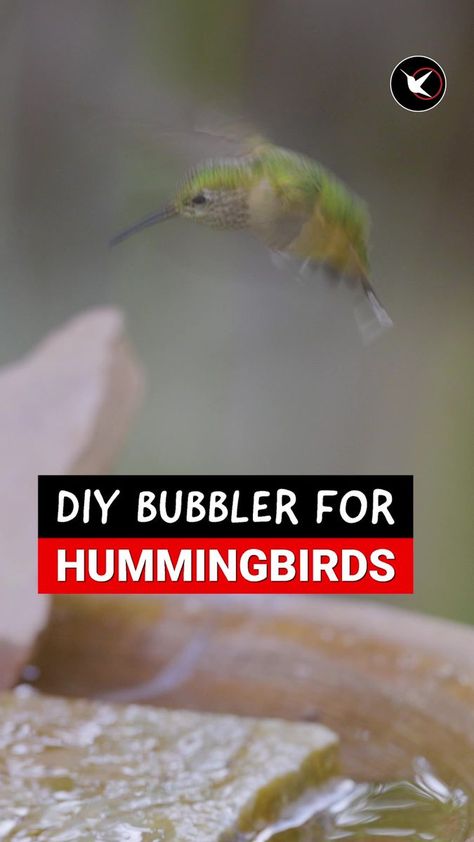 Attract hummingbirds with this easy DIY bubbler water feature. DIY ponds, waterfalls, and fountains made especially for birds coming soon. Thank you for supporting my channel. #buildyourown #attractbirds #birdingbyear #easygardendiy #gardeningtips | Birding By Ear | Bubblers Water Feature, Bird Water Fountain Diy, Bee Fountain Diy, Diy Bubbler Fountain, Diy Hummingbird Fountain, Hummingbird Water Fountain, Birdbaths Diy Homemade, Diy Hummingbird Bath, Hummingbird Bath Fountain Diy