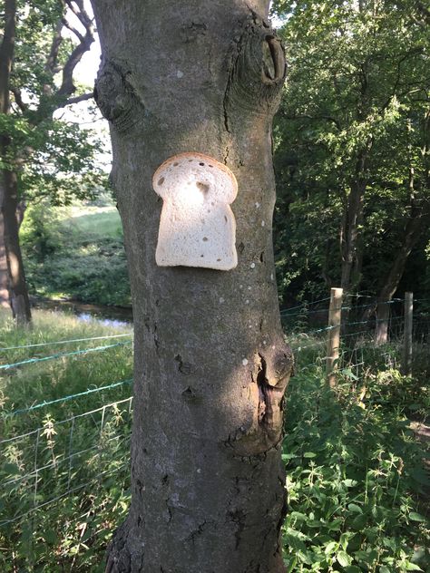 FOX NEWS: People are stapling bread to trees and sharing the photos on Reddit Bread People, Unsettling Images, Bread Tree, Rotten Food, Food Fails, Gross Food, Sliced Bread, Types Of Bread, Painting Inspo