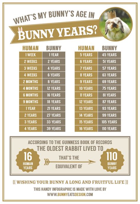 Rabbit Facts, Pet Rabbit Care, Meat Rabbits, Bunny Hutch, Raising Rabbits, Pet Bunny Rabbits, Indoor Rabbit, Bunny Care, Bunny Cages