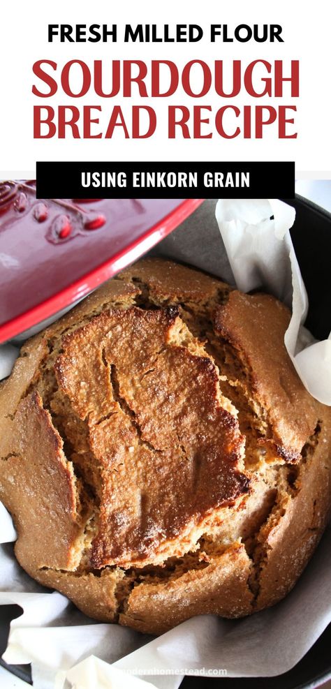 Einkorn Sourdough Bread, Ancient Grains Bread, Einkorn Sourdough, Ancient Grains Recipes, Einkorn Bread, Grains Recipes, Crab Cakes Easy, Einkorn Recipes, Savory Breads