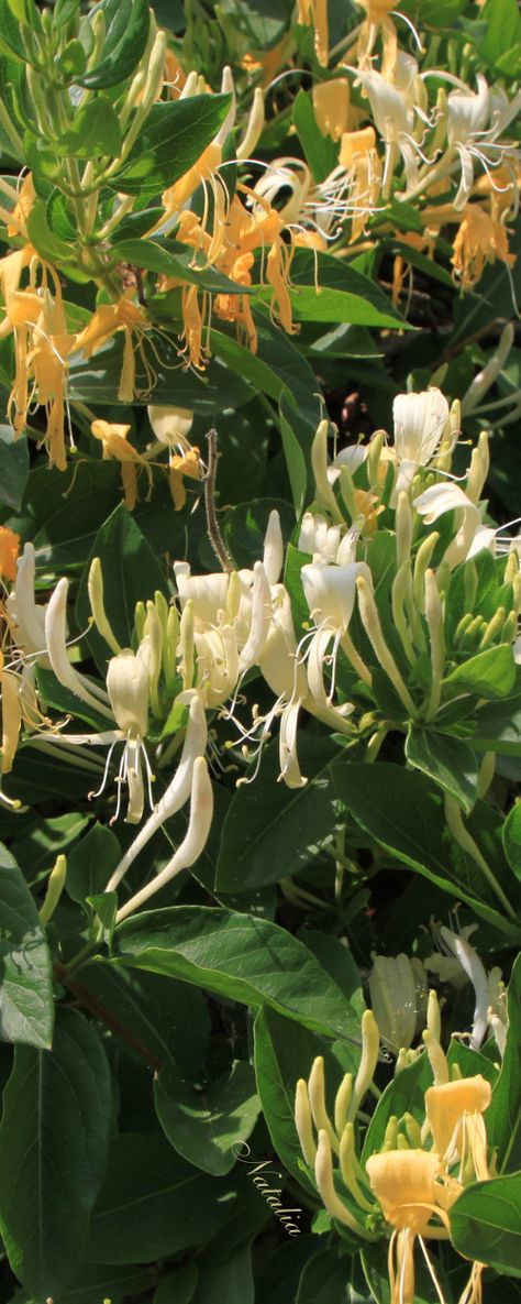 Honeysuckle Wild Honeysuckle, Honey Suckle, Garden Cottage, Country Life, Color Themes, Cottage Garden, Pet Birds, Outdoor Living, Cottage