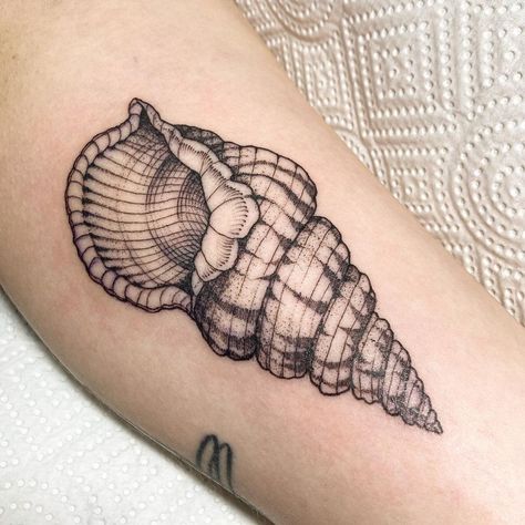 Cool Ocean Tattoos, Beach Shell Tattoo, Tidepool Tattoo, Sea Shell Tattoos For Women, Traditional Seashell Tattoo, Traditional Shell Tattoo, She’ll Tattoo, Sea Shell Tattoos, Sea Shells Tattoo