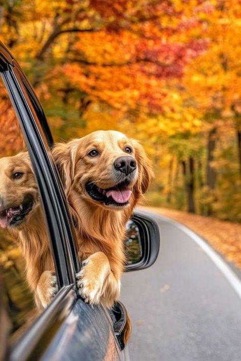 Fall Dog Aesthetic, Dog Fall Pictures, Autumn Dog Photography, Golden Retriever Photoshoot, Fall Dog Pictures, Fall Golden Retriever, Fall Dog Photos, Golden Retriever Aesthetic, Dog In Nature