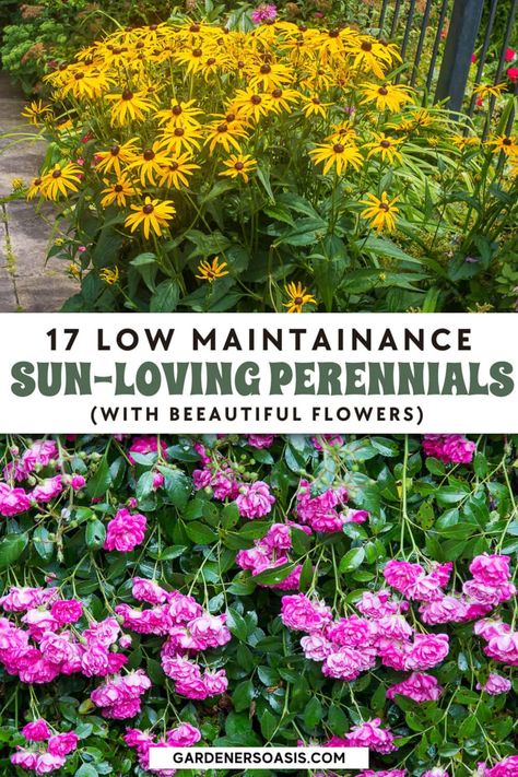 Flowers Around Mailbox Ideas Full Sun, Full Sun Container Plants, Full Sun Garden, Full Sun Flowers, Shasta Daisies, Full Sun Perennials, Sun Garden, Full Sun Plants, Sun Perennials