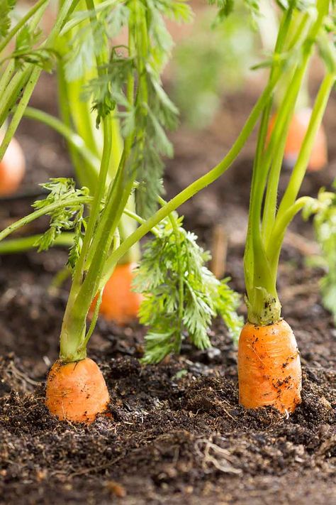 Grow Carrots, Carrot Farm, How To Plant Carrots, Carrot Gardening, Growing Carrots, Succession Planting, Farm Photography, Heirloom Vegetables, Carrot Seeds