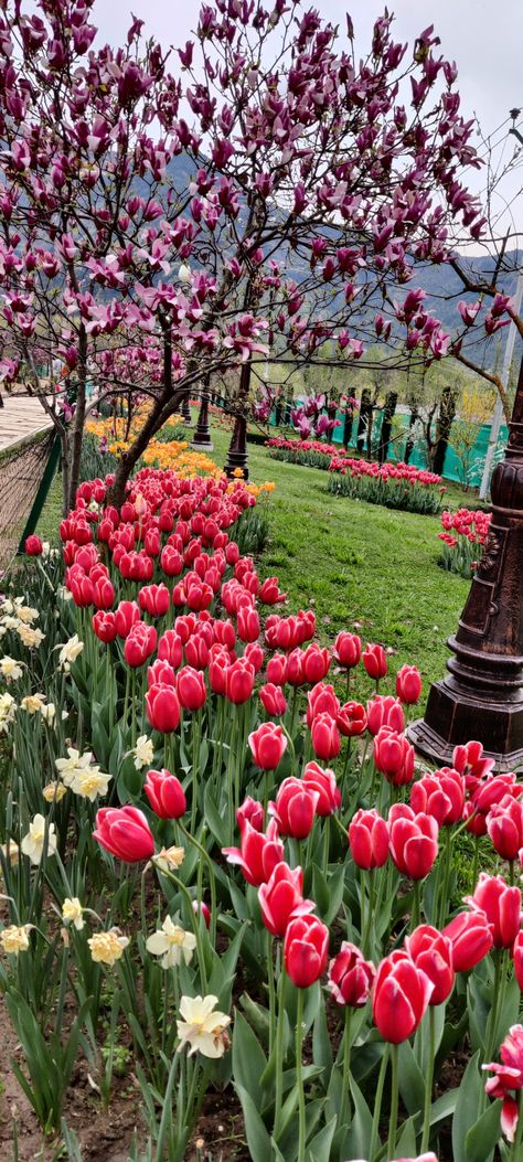 Kashmir Wallpaper Hd, Tulip Garden Kashmir, Kashmir Photos, Mughal Garden, Srinagar Kashmir, Tulip Season, Tulip Garden, Dream Vision Board, Tulips Garden