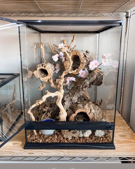 Cute Reptile Enclosure, Snake Setup Ideas, Cool Snake Enclosures, Pet Spider Tank, Centipede Enclosure, Snake Enclosure Ideas Diy, Girly Reptile Enclosure, Spider Enclosure Ideas, Snake Terrarium Ideas