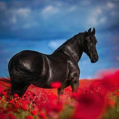 Beautiful Black Horse in a Field of Red Flowers Standing Against an Amazing Blue Sky. Red Horse Aesthetic, Field Of Red Flowers, Aesthetic Horse, Red Horse, Horse Aesthetic, Friesian Horse, Horse Life, Black Horse, Red Aesthetic