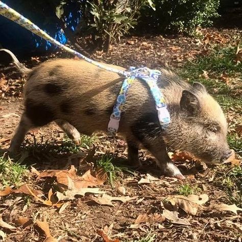 Mini Pig Harness Mini Potbelly Pigs, Potbelly Pigs, Pig Harness, Mini Pigs, Baby Pigs, Grab Bags, Pigs, Farm Animals, Witch