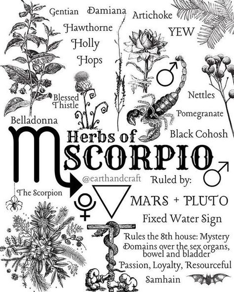 House Of Mystery, Scorpio Sun Sign, Earth Craft, Magic Herbs, Witchcraft For Beginners, Astrology Art, Scorpio Moon, Water Signs, Herbal Magic